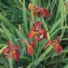 Iris Fulva Copper Iris