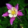 Aquilegia X Hybrida Origmai Pink & White Columbine