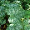 Heuchera Americana Coral Bells
