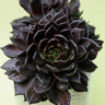 Echeveria Black Prince Hen and Chicks
