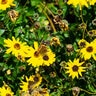 Encelia Californica Coast Sunflower