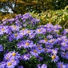 Aster Oblongifolius October Skies Aromatic Aster
