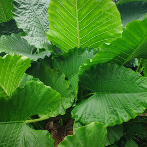 Alocasia Macrorrhiza Borneo Giant Elephant Ear