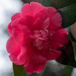 Camellia Japonica Lady Clare Camellia