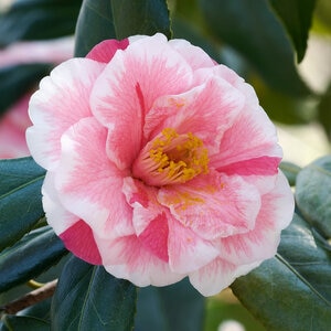 Camellia Japonica Lady Vansittart Camellia