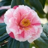 Camellia Japonica Lady Vansittart Camellia
