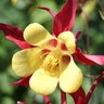 Aquilegia X Caerulea Red Hobbit Columbine