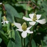 Anemopsis Californica Yerba Mansa