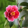 Camellia Japonica Tama Vino Camellia