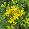 Hypericum Perforatum St. Johns Wort