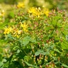 Hypericum Prolificum Shrubby St. Johns Wort