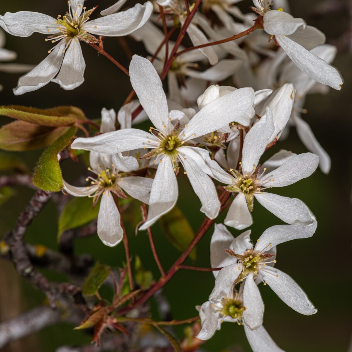 Amelanchier Laevis Snowcloud Allegheny Serviceberry | SiteOne US