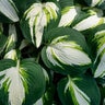 Hosta Color Festival Plantain Lily
