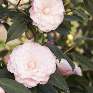 Camellia Japonica Nuccios Pearl Camellia
