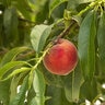 Prunus Persica Desert Gold Peach