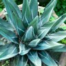 Agave Nickelsiae King Ferdinand Century Plant