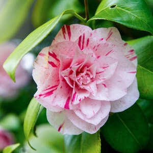 Cameliia Japonica LA Peppermint Camellia