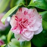 Cameliia Japonica LA Peppermint Camellia