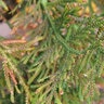 Thujopsis Dolabrata Nana Hiba Arborvitae