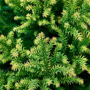 Cryptomeria Japonica Golden Promise Japanese Cedar
