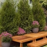 Thuja Plicata Tight Squeeze Western Red Cedar