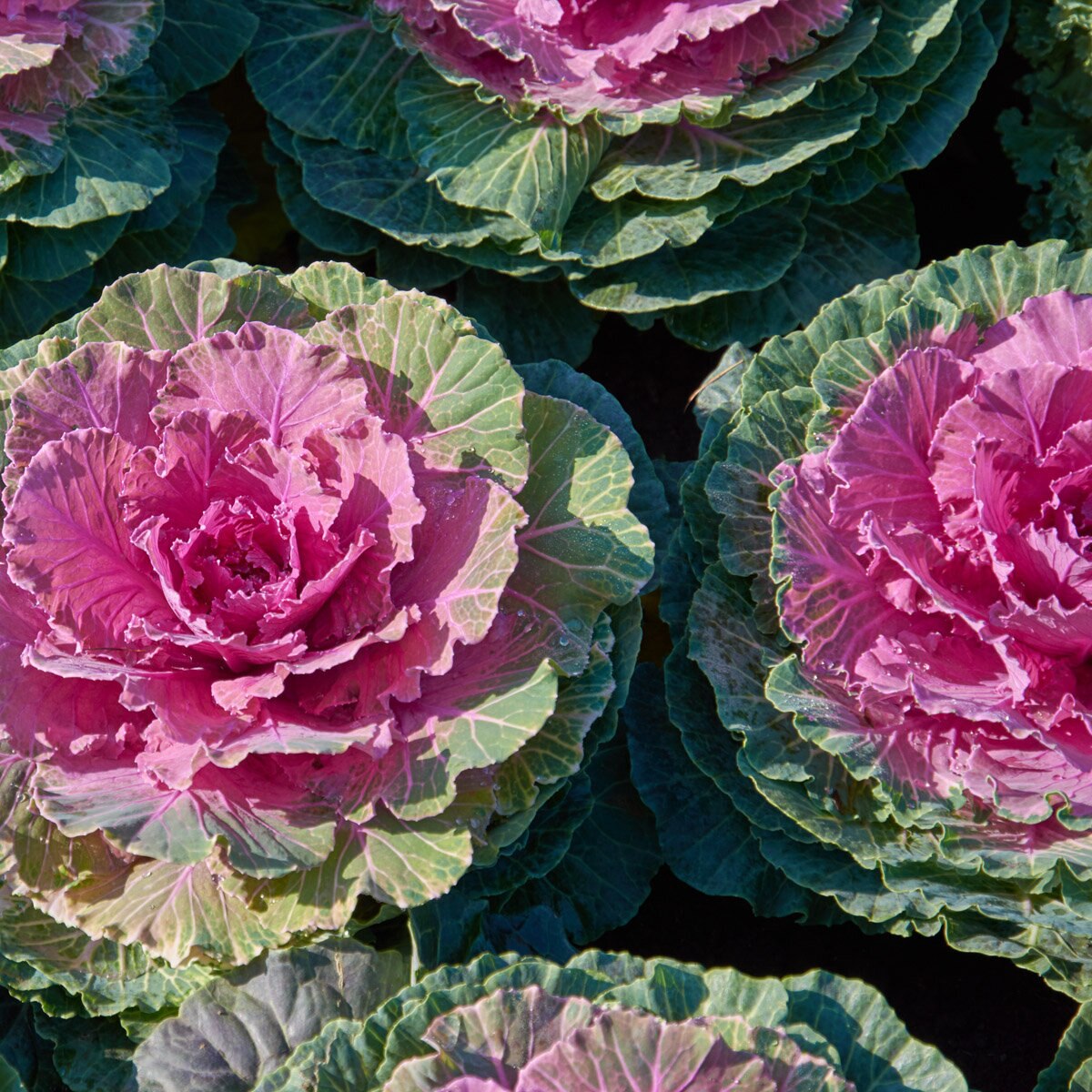 Brassica Oleracea Pigeon Red Ornamental Kale | SiteOne US