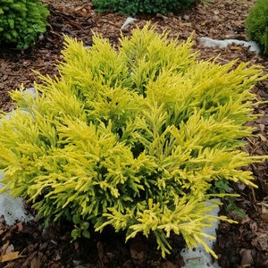Juniperus Horizontalis Limeglow Creeping Juniper