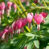Dicentra Formosa Bleeding Heart
