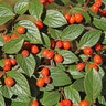 Cotoneaster Franchetii Orange Cotoneaster
