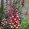 Digiplexis X Illumination Flame Foxglove
