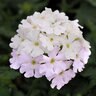 Verbena X EnduraScape Balendish White Blush Vervain