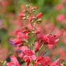 Penstemon Schmidel Riding Hood Red Beardtongue
