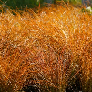 Carex Testacea Prairie Fire Sedge