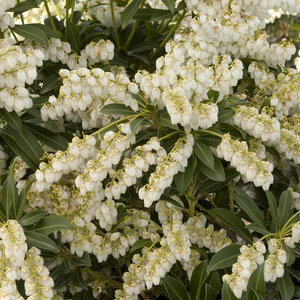 Pieris Japonica Purity Japanese Andromeda