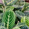 Maranta Leuconeura Lemon Lime Prayer Plant