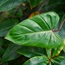 Philodendron Erubescens Red Emerald Philodendron