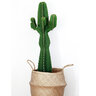 Euphorbia Acrurensis Desert Candle Cactus