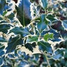 Ilex Aquifolium Aurea Marginata Variegated English Holly