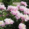 Paeonia Lactiflora Walter Faxon Peony