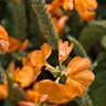 Crossandra Infundibuliformis Orange Marmalade Firecracker Flower