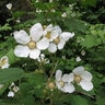 Rubus Parviflorus Western Thimbleberry