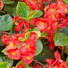 Begonia Semperflorens Begonia