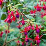 Fuchsia Magellanica Hardy Fuchsia