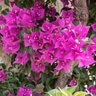 Bougainvillea Spectabilis Bougainvillea