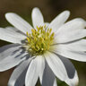 Anemone Blanda White Splendour Grecian Windflower