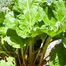 Rheum Rhabarbarum Rhubarb