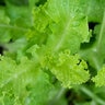Lactuca Sativa Lettuce