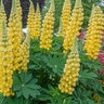 Lupinus Polyphyllus Westcountry Desert Sun Lupine