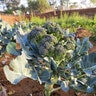 Brassica Oleracea var. Italica Broccoli