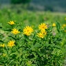 Helianthus Divaricatus Woodland Sunflower
